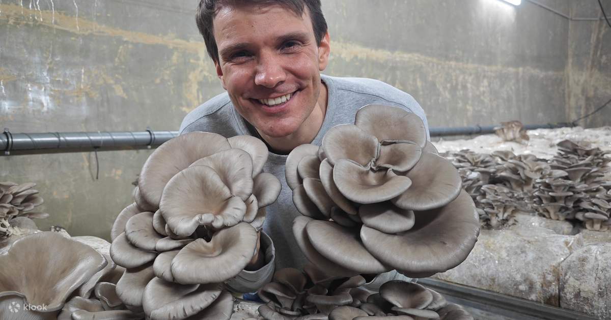 Zurich's best-kept secret: The hidden world of mushrooms! - Klook